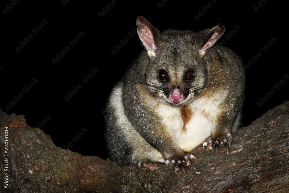 Obraz premium Common Brush-tailed Possum - Trichosurus vulpecula -nocturnal, semi-arboreal marsupial of Australia
