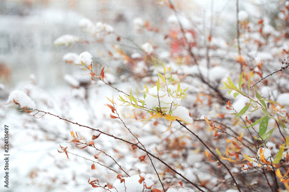 First snow on the branches with leaves. First snow on the branches with leaves.