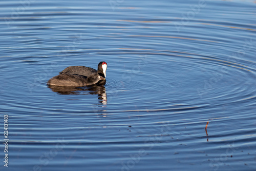 Red Knobed Coot photo