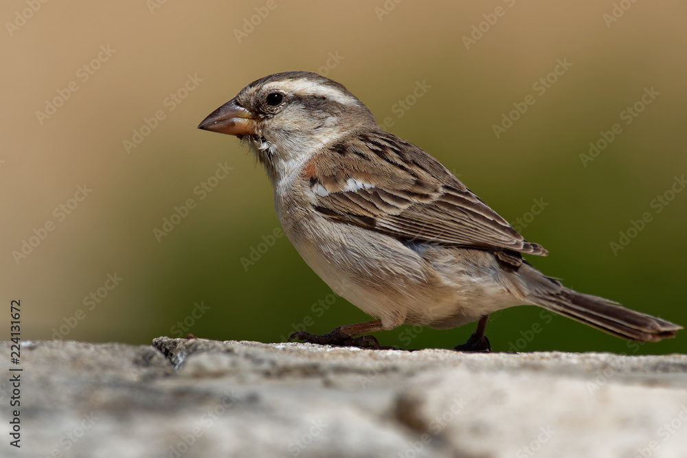 Fototapeta premium Iago Sparrow - Passer iagoensis - samica - znana również jako Wróbel Zielonego Przylądka lub wróbel rdzawoszyi, występuje endemicznie w archipelagu Zielonego Przylądka we wschodnim Oceanie Atlantyckim w pobliżu zachodniej Afryki