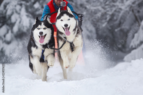 Photography Sled dogs running in winter front view