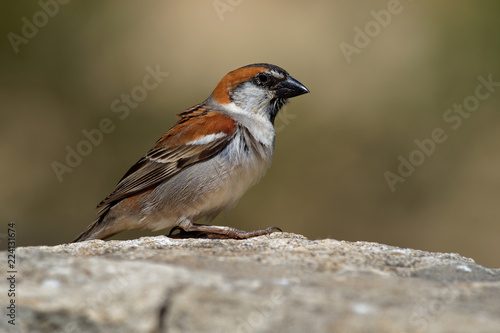 Iago Sparrow - Passer iagoensis - male - also known as the Cape Verde or rufous-backed sparrow, is endemic to the Cape Verde archipelago, in the eastern Atlantic Ocean near western Africa photo