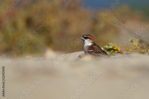 Iago Sparrow - Passer iagoensis - male - also known as the Cape Verde or rufous-backed sparrow, is endemic to the Cape Verde archipelago, in the eastern Atlantic Ocean near western Africa photo