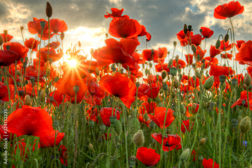 Fototapeta premium Mohn