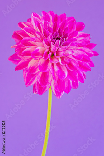 Image of the flower dahlia on purple background