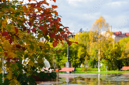autumn in the park