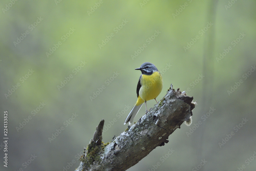 Male grey wagtail perching on branch Male grey wagtail perching on branch