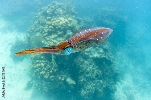 Caribbean coral reef swimming squid