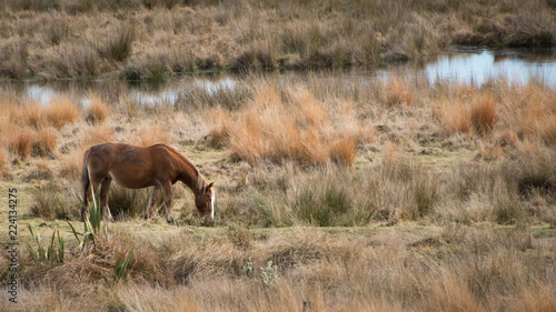 Wild Kaimanawa horse grazing by the river  Central Plateau  New Zealand