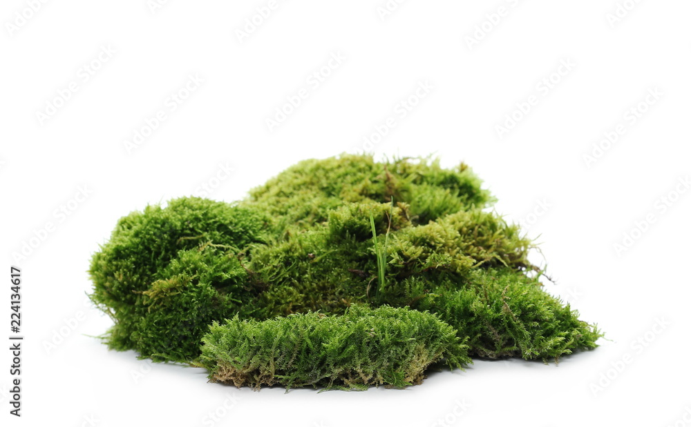 Green moss isolated on white background Green moss isolated on white background