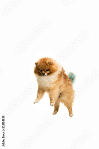 The cute Little jumping young pomeranian cob isolated over white studio background