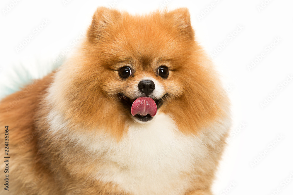 The cute Little young pomeranian cob isolated over white studio background The cute Little young pomeranian cob isolated over white studio background
