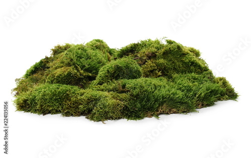 Green moss isolated on white background