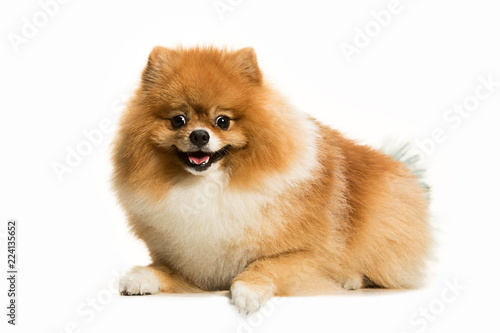 The cute Little young pomeranian cob isolated over white studio background © master1305