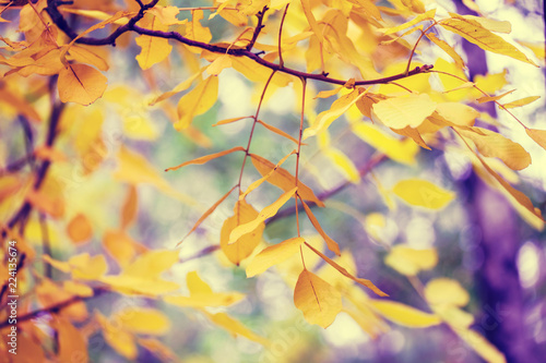 Walnut tree branches with yellow leaves in autumn forest