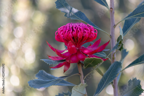 The beautiful Waratah photo