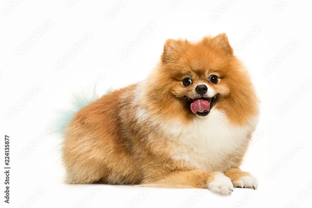 The cute Little young pomeranian cob isolated over white studio background The cute Little young pomeranian cob isolated over white studio background