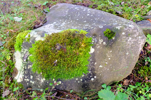 moss in stone