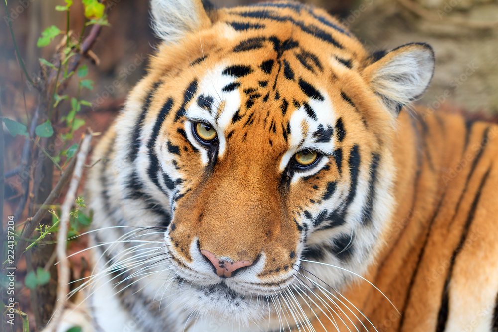 Fototapeta premium Beautiful close up portrait of a Siberian tiger (Panthera tigris tigris), also called Amur tiger