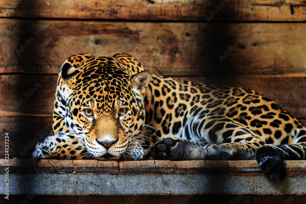 Fototapeta premium Piękne zbliżenie Jaguara (Panthera onca), gatunku dzikiego kota pochodzącego z obu Ameryk
