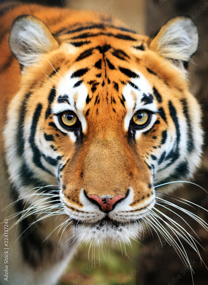 Naklejka premium Piękny portret z bliska tygrysa syberyjskiego (Panthera tigris tigris), zwanego także tygrysem amurskim