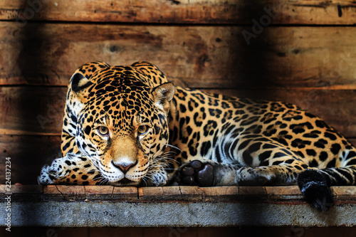 Beautiful close up of a Jaguar (Panthera onca), a wild cat species native to the Americas