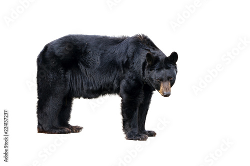 The American black bear (Ursus americanus), a medium sized bear native to North America, isolated on a white background