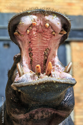 Beautiful close up portrait of a common hippopotamus (Hippopotamus amphibius) with its mouth wide open © dennisvdwater