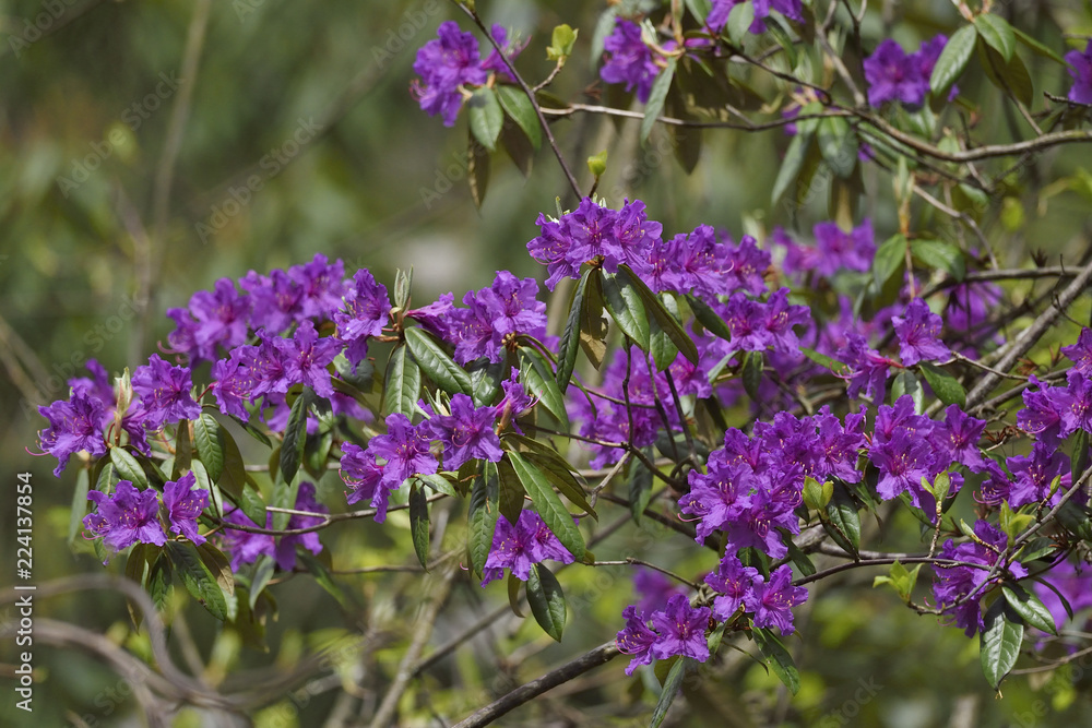 Rhododendron flowers Rhododendron flowers