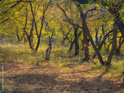 Autumn forest