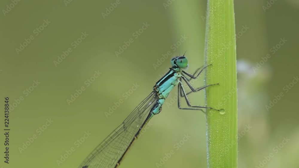dragonfly sits on grass with morning dew, soft focus, close up dragonfly sits on grass with morning dew, soft focus, close up