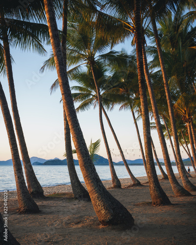 Palm trees at sunrise on a beach in Queensland, Australia photo