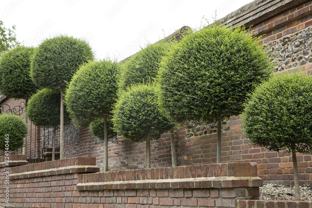Box trees with spherical tops growing along a red brick wall. Stock ...