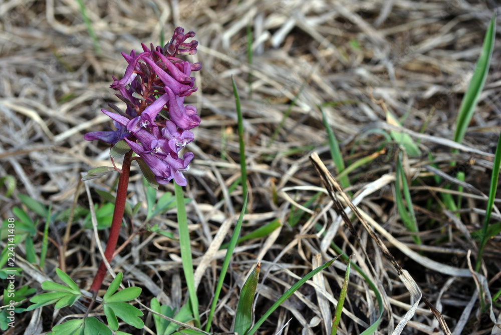 Corydalis bracteata purple flower, spring in the wood, gray grass background Corydalis bracteata purple flower, spring in the wood, gray grass background