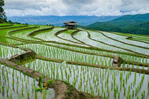 Fototapeta Naklejka Na Ścianę i Meble -  Rice  terrance In green season Chiangmai Thailand