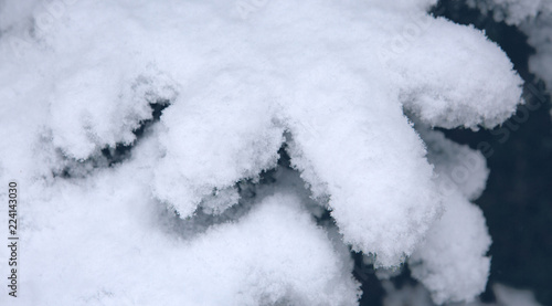 Pine tree branches covered with snow. Winter background. © Swetlana Wall