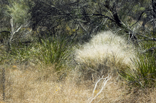 Gnamma Trail, Hyden, WA, Australia photo