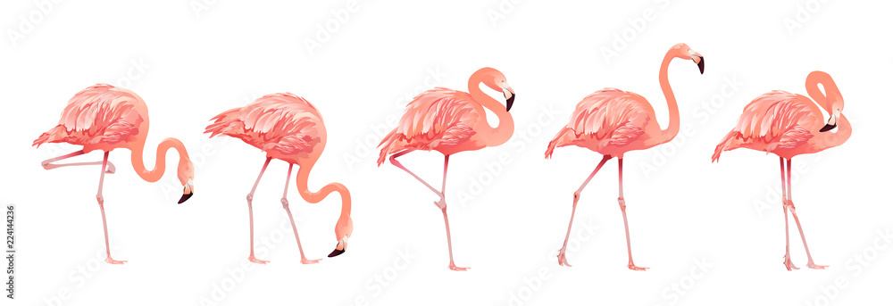 Naklejka premium Pink Flamingo Bird Set Tropikalny dziki piękny egzotyczny symbol Płaska konstrukcja styl na białym tle. Ilustracji wektorowych