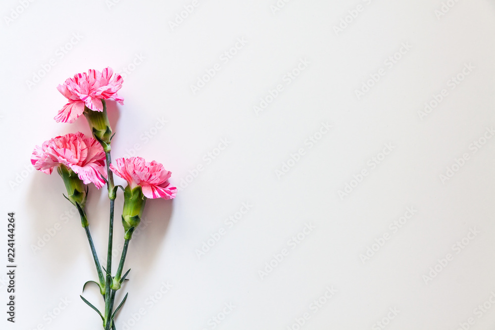 Photo of white background copy space with pink carnation flowers Photo of white background copy space with pink carnation flowers