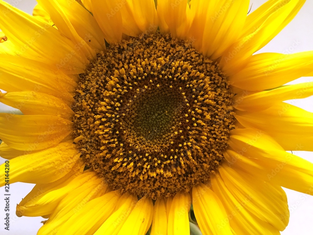Obraz premium Sunflower photo