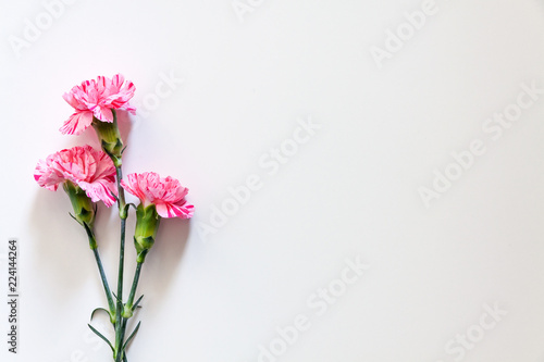 Photo of white background copy space with pink carnation flowers