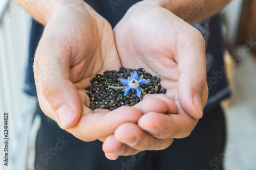 Harvested black seeds of Borage shown on palms of a gardener with blue flower of an edible flowering plant Borago Officinalis grown as a part of urban gardening 