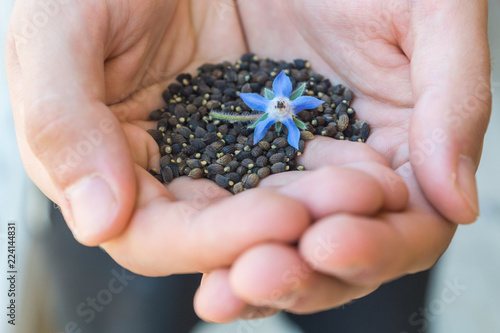 Harvested black seeds of Borage shown on palms of a gardener with blue flower of an edible flowering plant Borago Officinalis grown as a part of urban gardening 