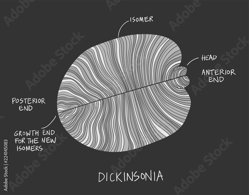 Dickinsonia fossil sketch illustration. Paleontology drawing photo