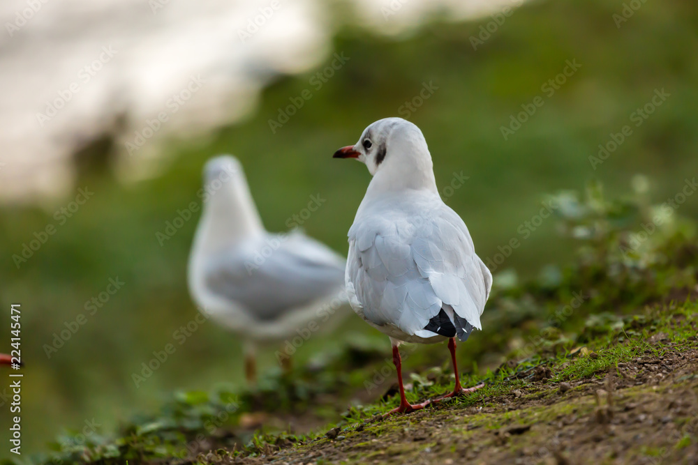 Seagull on filed Seagull on filed