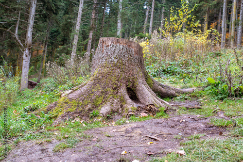 Old stumps on the forest. Remains of the cut down forest. photo