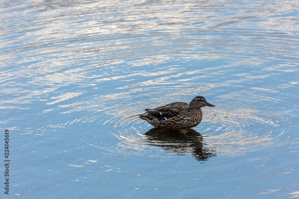 Duck in water Duck in water