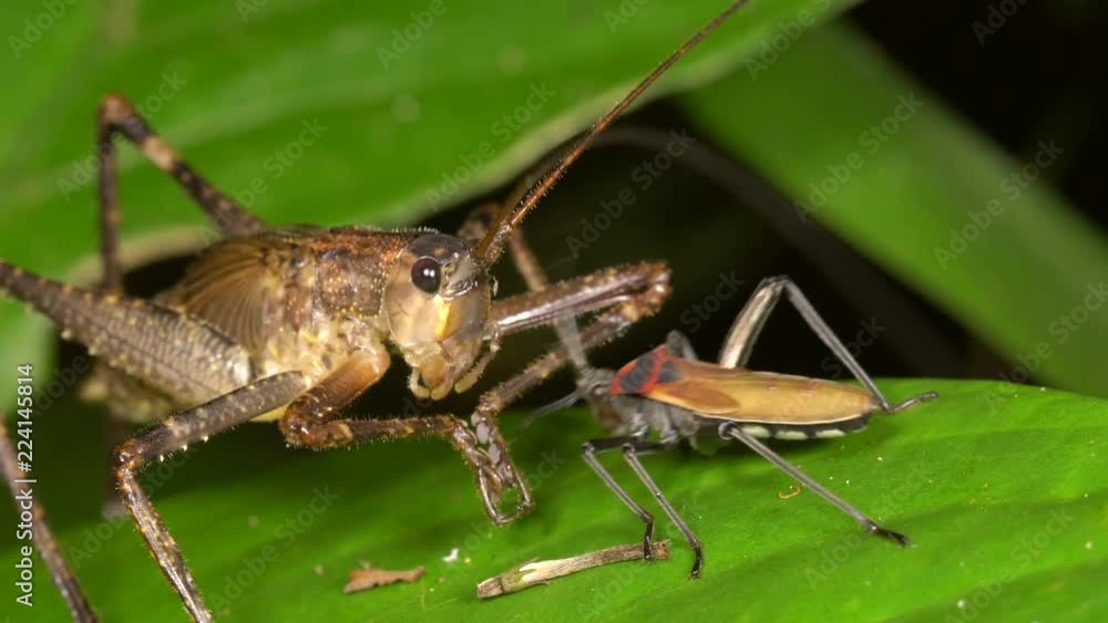 An assassin bug shares the remains of an insect with a predatory bush cricket in the rainforest, Ecuador. An assassin bug shares the remains of an insect with a predatory bush cricket in the rainforest, Ecuador.