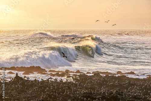 Black seagulls and waves of Pacific ocean on a beach of Arica, Chile © Delphotostock