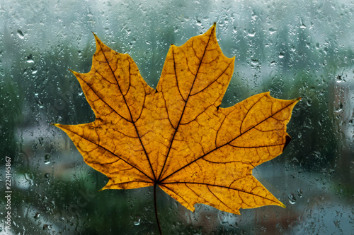 Yellow maple leaf in the rain. Autumn fallen leaf on a clothespin on a clothespin becomes wet under a rain against a background of trees